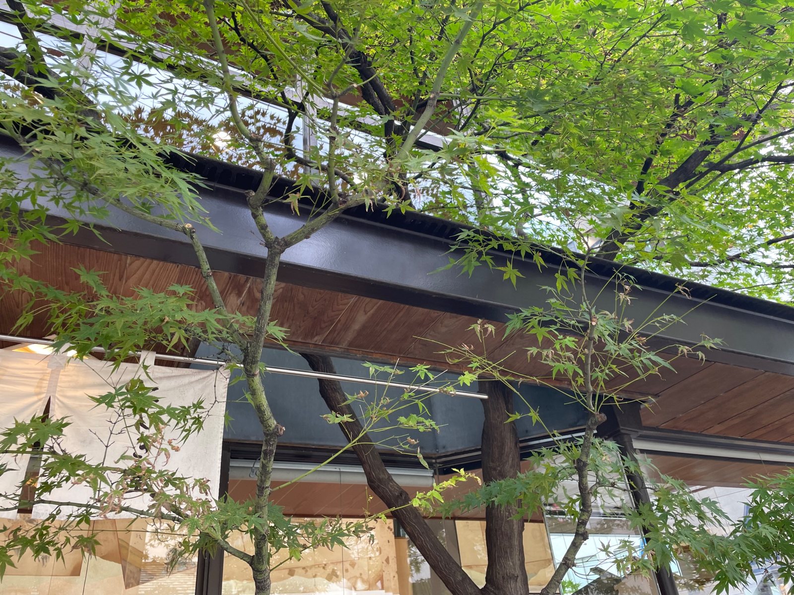 Green maple leaves above the shop entrance
